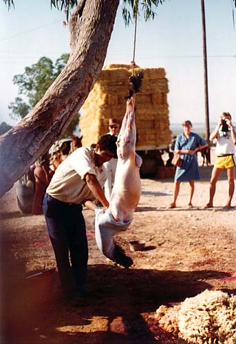 Sheep getting its skin taken off.