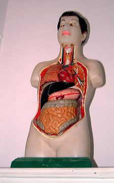 Model of the inside of the human body