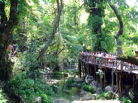 Cafeteria in the woods
