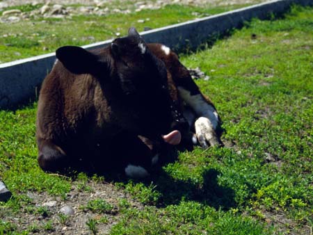 sovjet114_listviankabajkal