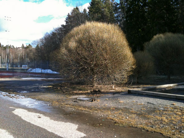 treeIMG_0049 tree spring