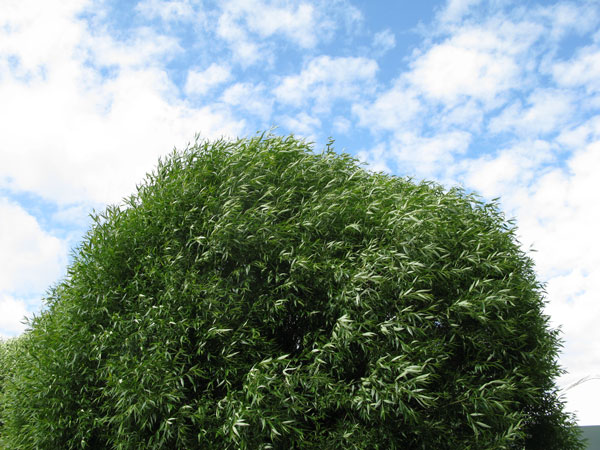 treeIMG_4035 tree summer