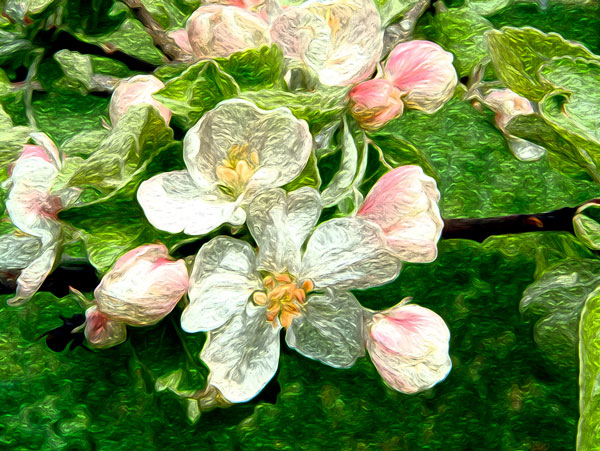 appleflowers600 appleflowers