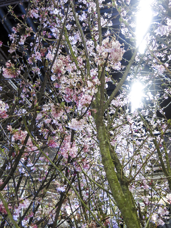 Flowering trees