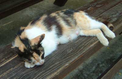 Cat at Evangelistria, Skiathos